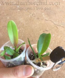 lan cattleya giong