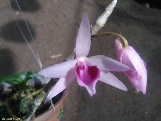 gia hac di linh xuan