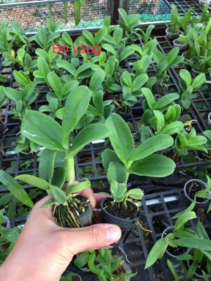 Địa chỉ bán lan dendro nắng giống