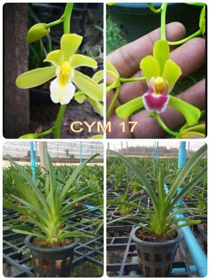 dia lan kiem lai